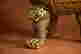 item-131603332=10