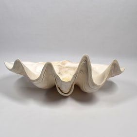 Natural Gigas Tridacna Large Shell Clam