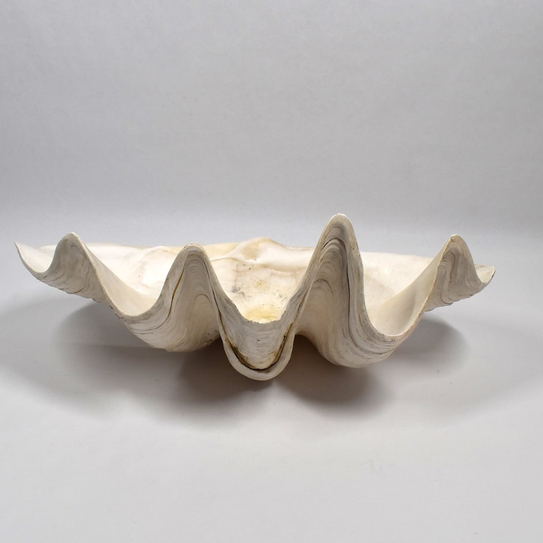 Natural Gigas Tridacna Large Shell Clam (1 of 14)