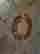 item-136447331=6