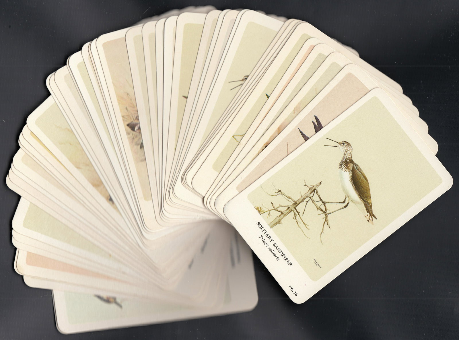 1960'S GENERAL CIGAR NORTHERN BIRDS CARDS LOT OF 50 (1 of 5)