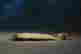 item-131020934=12
