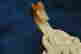 item-131020934=8
