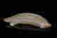 item-127621225=4