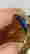 item-130333615=5