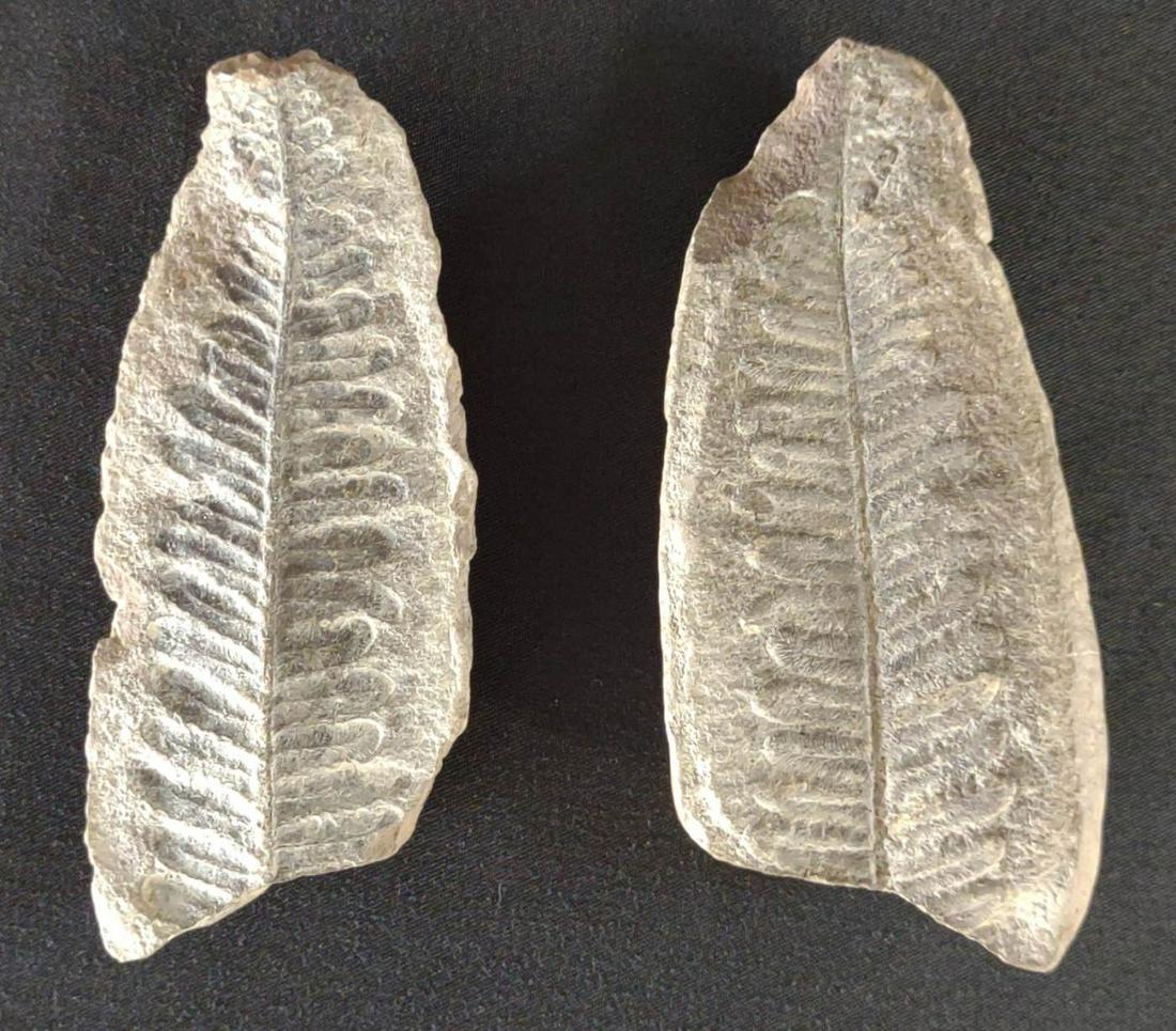 (2) Pecopteris Fern Fossils (1 of 7)