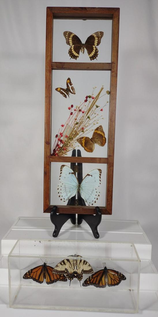 Two Butterfly Taxidermy in Display Cases (1 of 16)