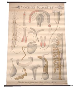 Antique Remy Perrier Zoology Linen Backed Poster