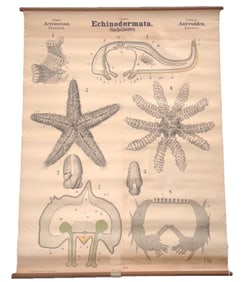 Antique Echinodermata Marine Bio Linen Back Poster