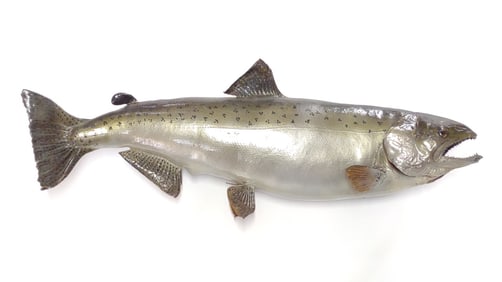 48" King Salmon Chinook Fish Mount