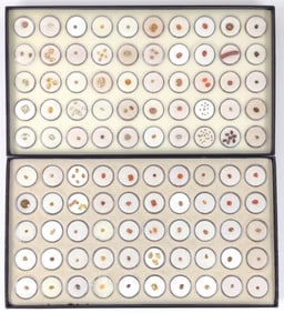 Orange Tone Loose Gemstones (2 Full boxes)