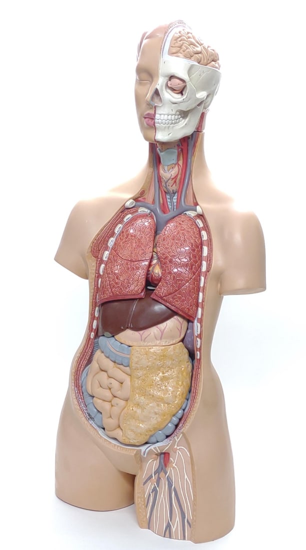 3B German Anatomical Human Torso Medical Model (1 of 9)