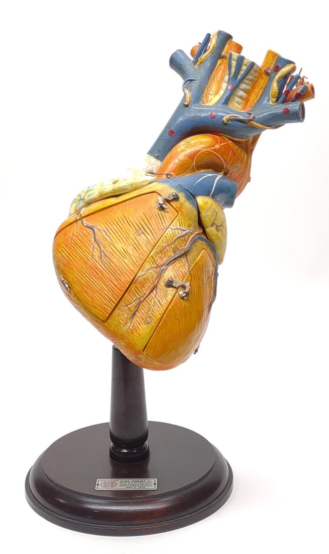 Vintage Clay Adams Anatomical Human Heart Model: Vintage Clay Adams anatomical medical study model of the human heart. Mounted on wooden pedestal base. Base displays tag 'Clay-Adams, New York, Made in Japan". Numbered 2600. Measures approx.: 15 1/2 