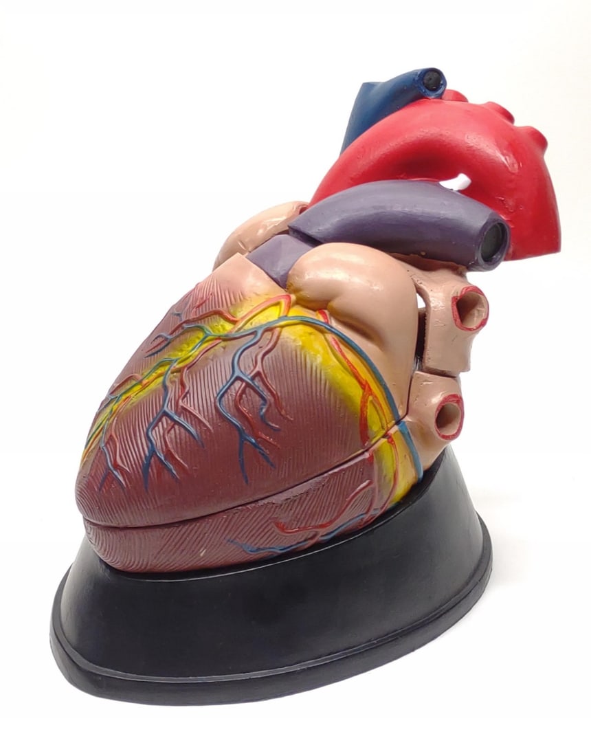 Large Anatomical Heart Medical Model (1 of 7)