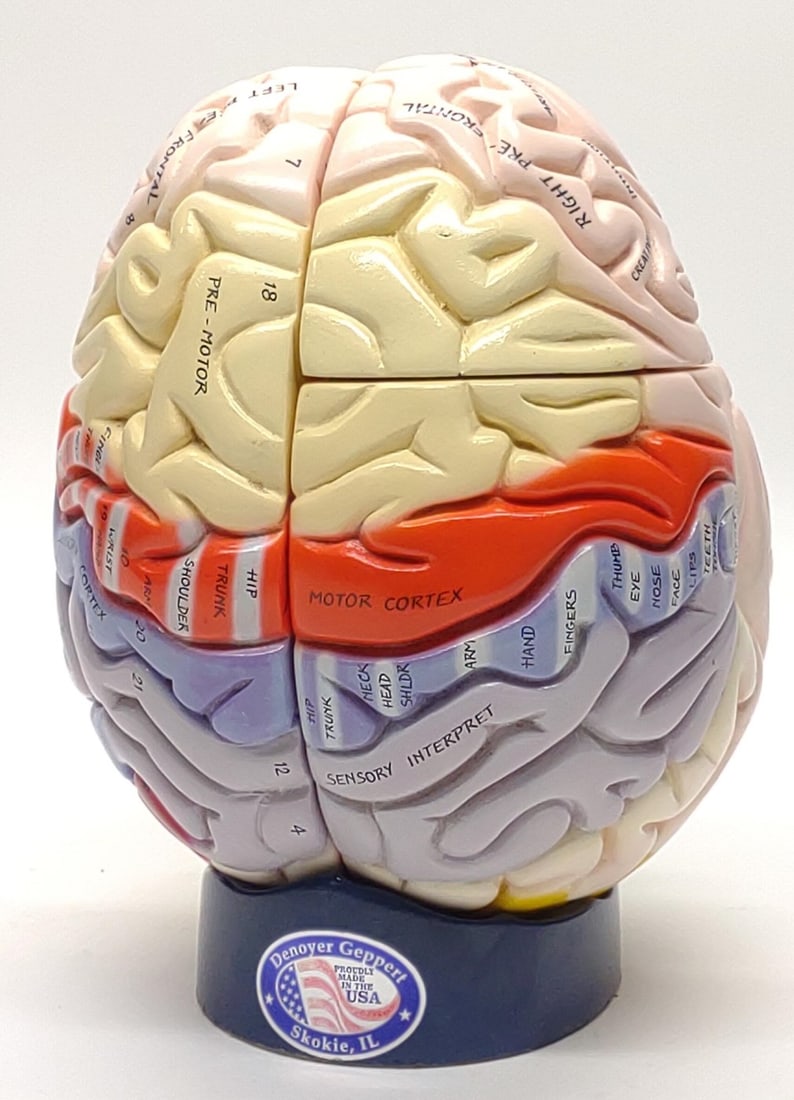 Denoyer Geppert Human Brain Anatomical Model (1 of 10)