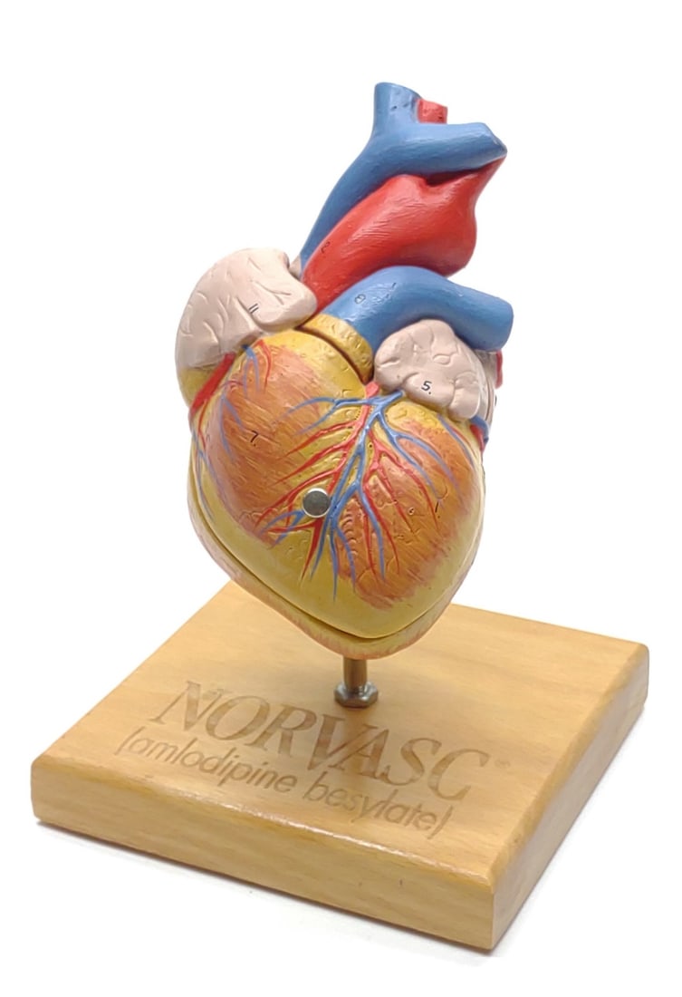 Anatomic Human Heart Medical Model (1 of 9)