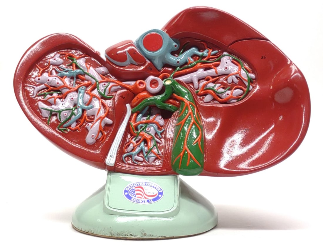 Denoyer Geppert Human Liver Anatomical Model: Vintage Denoyer-Geppert anatomical Liver & Gallbladder medical study model. Marked on base Denoyer Geppert Skokie, IL. Measures approx.: 13 x 10 x 7 in. SHIPPING OPTIONS AVAILABLE: UPS 'Pack & Ship' o