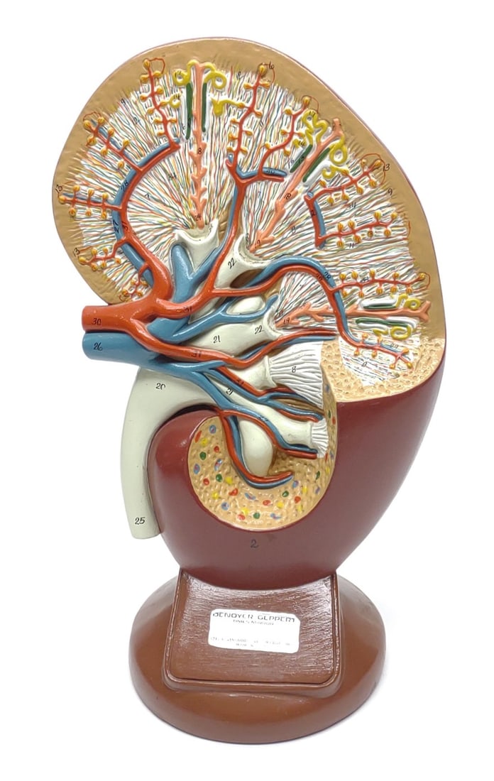 Denoyer Geppert Human Kidney Anatonical Model (1 of 6)