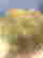 item-130741860=7