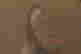 item-130742085=6