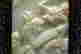 item-130742130=3