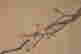 item-130742260=5