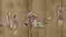 item-130742265=5