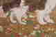 item-130742274=6