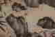 item-130742281=8