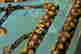 item-130742316=5