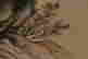 item-137099455=12