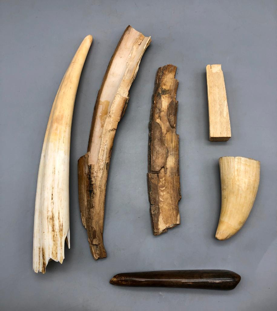Group of Ivory Pieces: Offered here for your consideration is a group of fossilized ivory pieces. This lot is an ivory workers dream! They are each unique and a remarkable artifact to behold. Consider adding these to your c