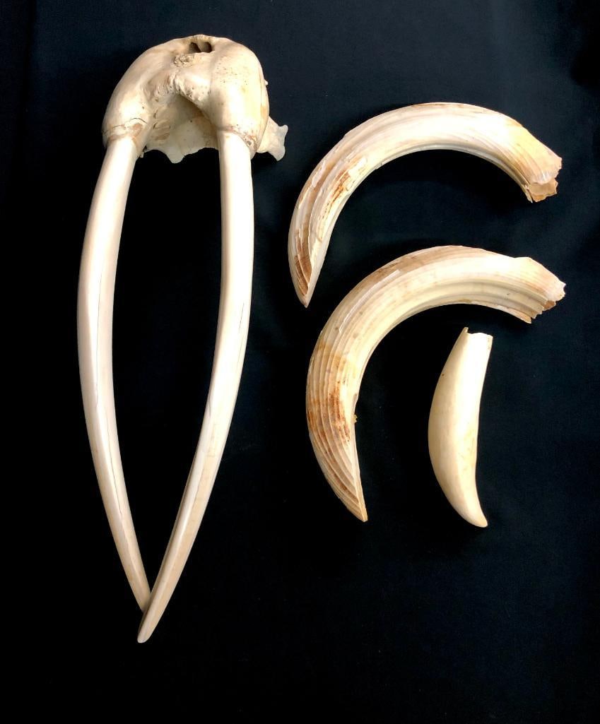 Walrus Tusk With Skull, Whales Tooth, And Hippo Tusk: Offered here for your consideration are walrus tusk (scrimshaw designs on them) with the skull, a whales tooth, and Hippo tusks. How often do you get to see such fascinating pieces as the ones present