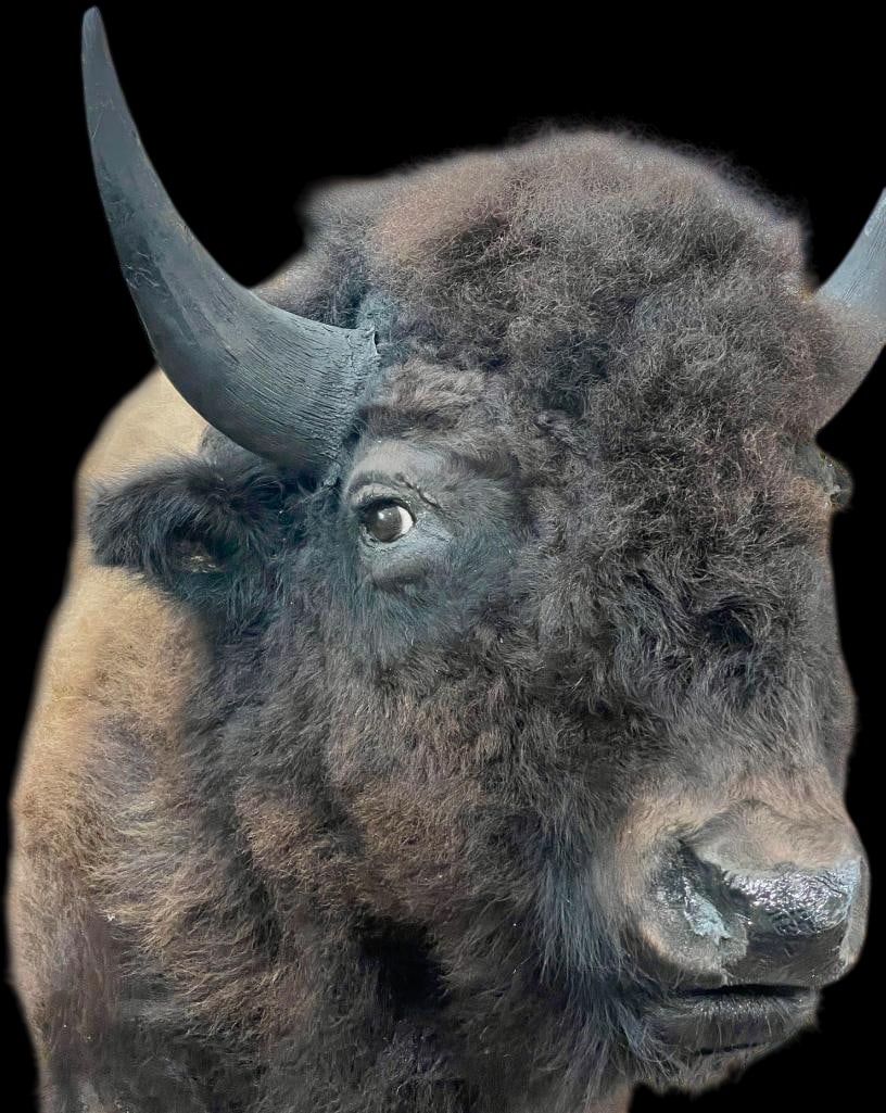 Shoulder Mount Buffalo Head (1 of 11)