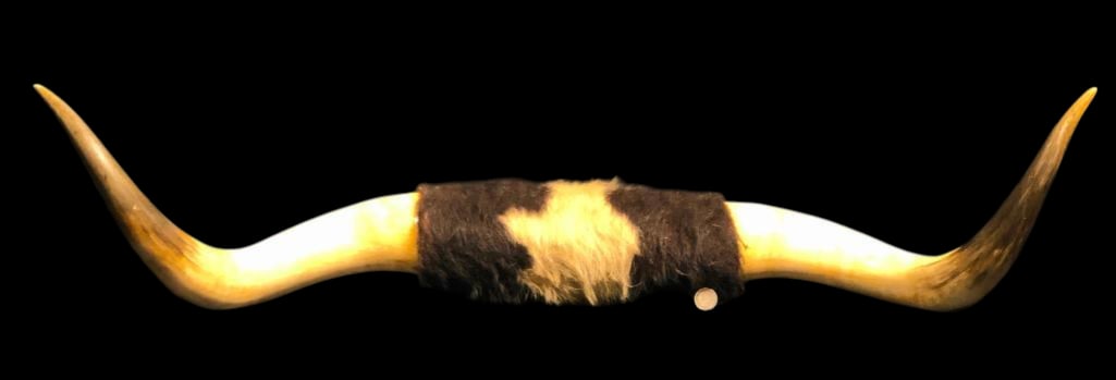 Antique Set Of Longhorns: Offered here for your consideration is an antique set of longhorns, circa late 1800s to early 1900s that is 40" wide. This pair of mounted horns has the center portion with cow hide still