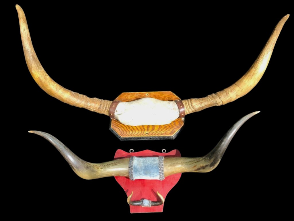 Two Antique Horn Displays (1 of 17)