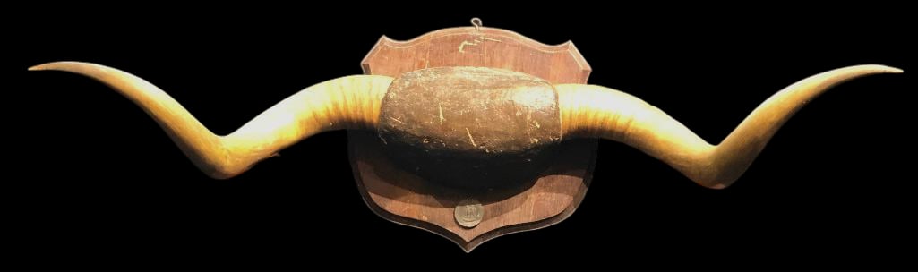 Massive Antique Longhorn Display With A First National Convention Of Cattlemen Medallion (1 of 18)