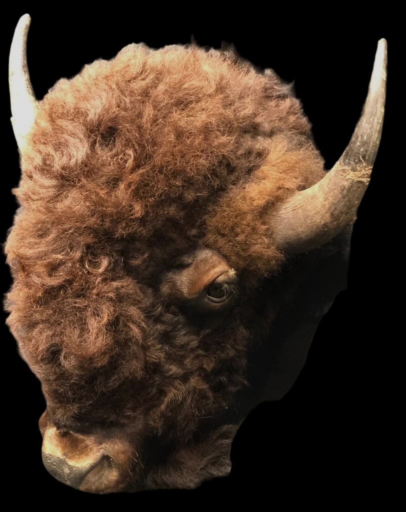 Buffalo Head Wall Mount (1 of 14)