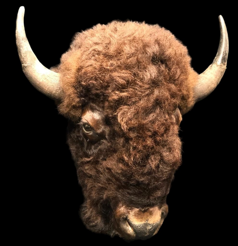 Buffalo Head Wall Mount - 2