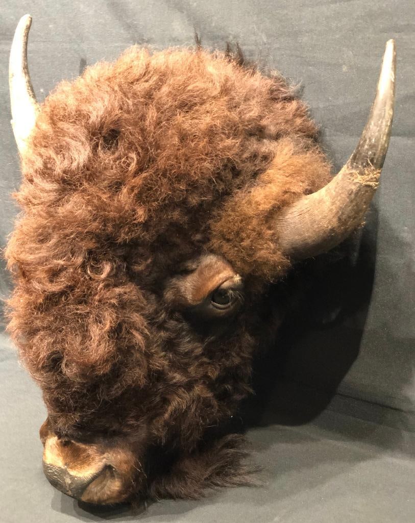 Buffalo Head Wall Mount - 3
