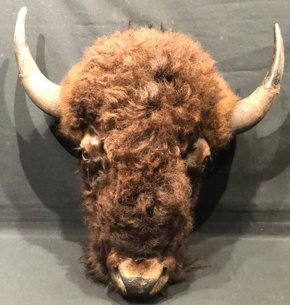 Buffalo Head Wall Mount - 4
