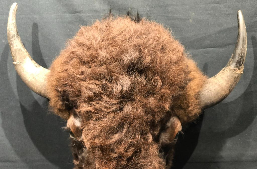 Buffalo Head Wall Mount - 5