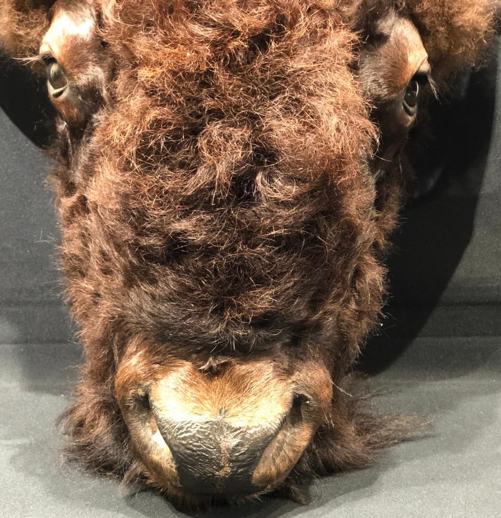 Buffalo Head Wall Mount - 6