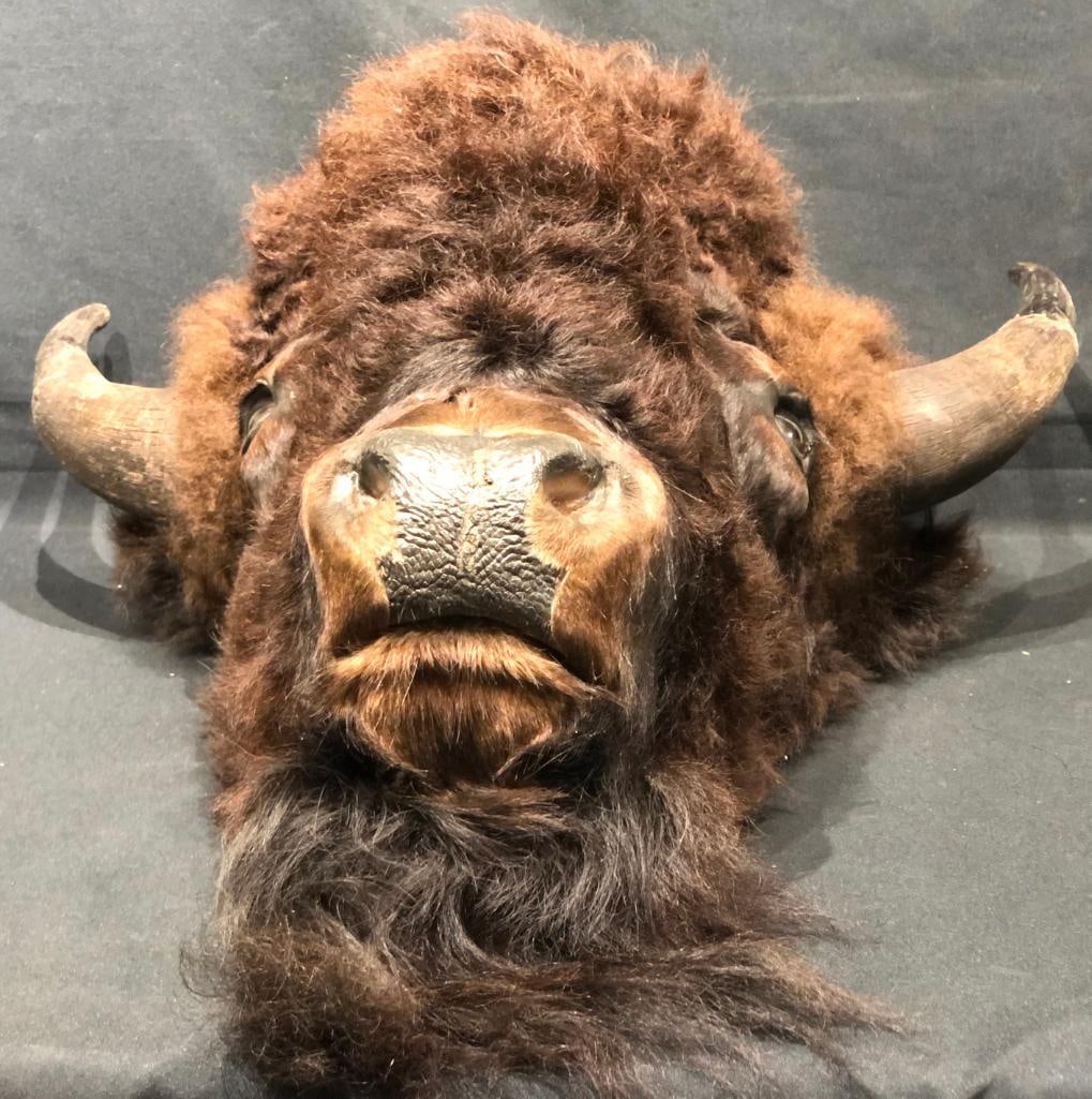 Buffalo Head Wall Mount - 8