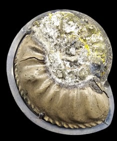 Vintage European 835 Silver Ammonite Shell Fossil Brooch