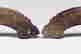 item-131743594=2