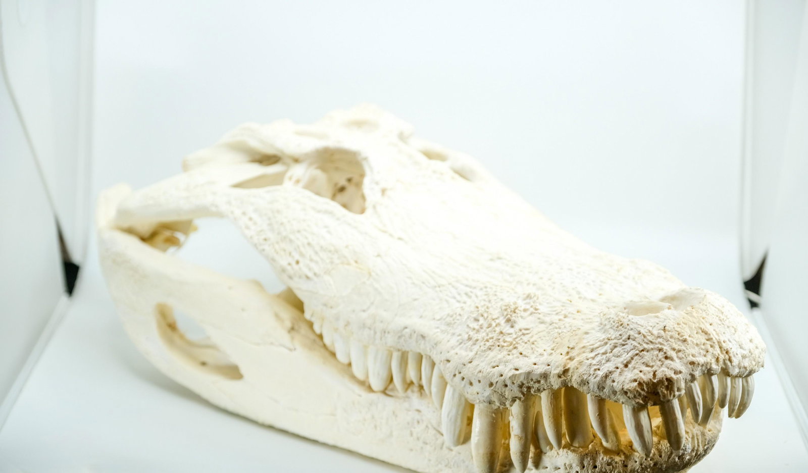 Alligator Skull: Alligator Skull, Large skull from 16' alligator. - Measurement: 24" L x 24" W Weight: 18 LBS.