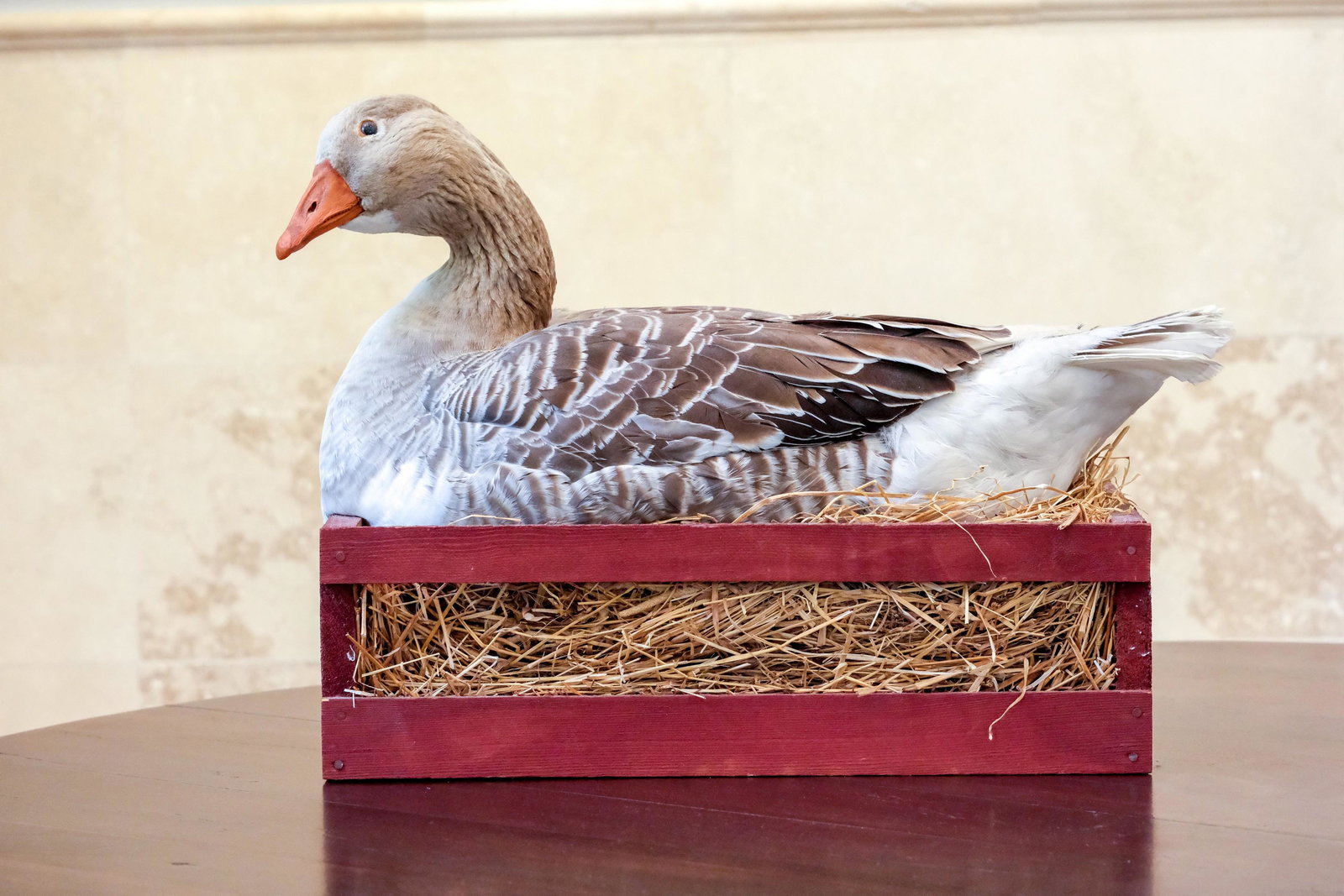 Snow Goose Taxidermy: Snow Goose Taxidermy, Goose sits peacefully in a red wooden box of hay. - Measurement: 23" L x 12 1/2" W Weight: 8 LBS.