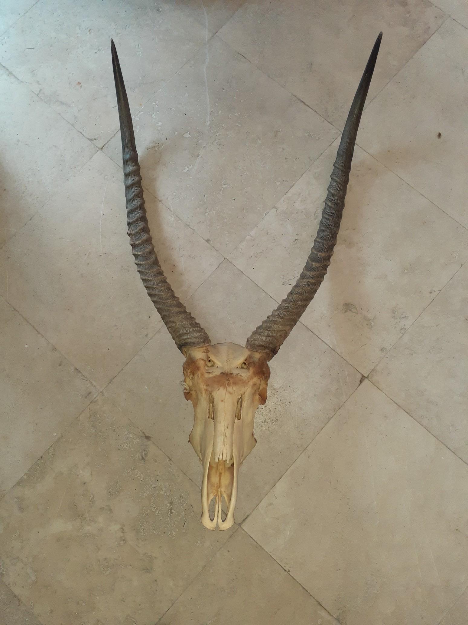 Skull of Antelope: Skull of Antelope
