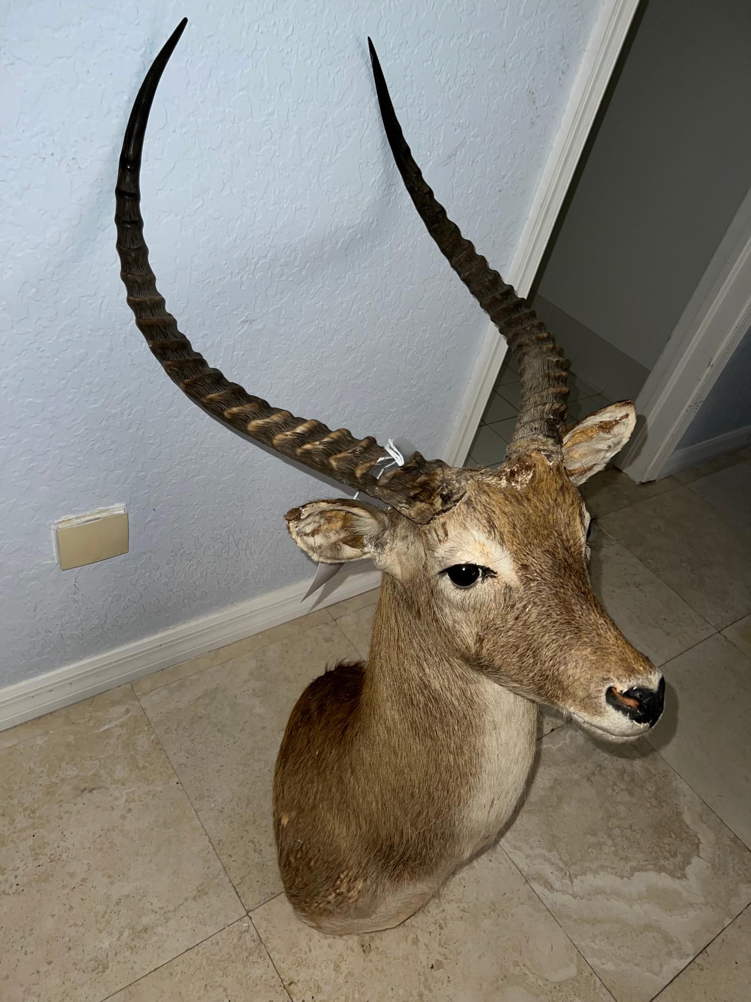 36" Impala Shoulder Mount - "Owner Of This Piece Is Not A Hunter, Just A Collector Of These Precious: 36" Impala Shoulder Mount - "Owner Of This Piece Is Not A Hunter, Just A Collector Of These Precious Items"